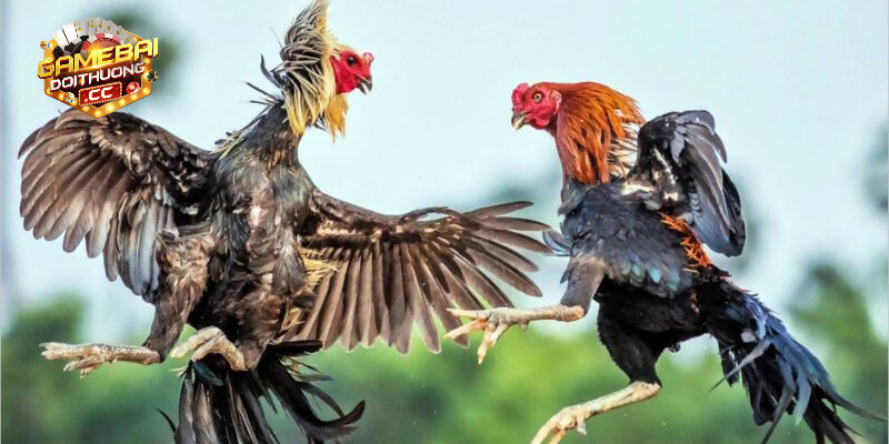Ưu điểm vượt trội của đá gà cựa dao Indonesia hôm nay
